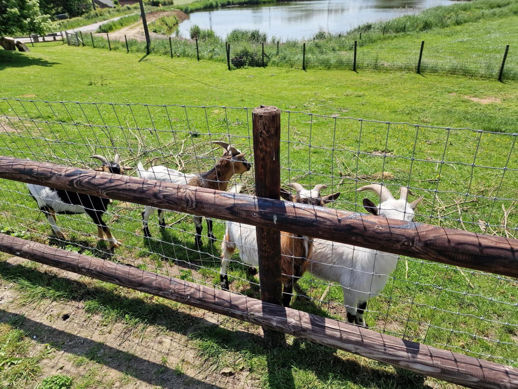 Des étangs à Montzen